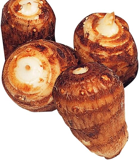 Amazon 里芋 種芋 白芽里芋 3kg さといも 里イモ 種芋 タネイモ 家庭菜園 自給自足 球根 国華園 22年春商品 Diy 工具 ガーデン