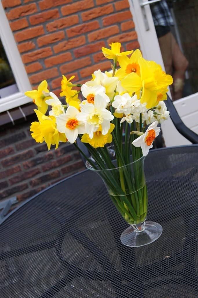 Narzisse MIX - BIO 125 Narzissenzwiebeln aus Holland