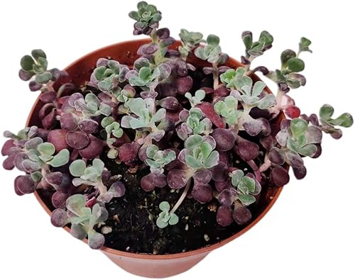 Miniatura 8 de Plantas suculentas de cactus vivos de USKC (2 "Pot Kalanchoe Fedtschenkoivieiras de lavanda)