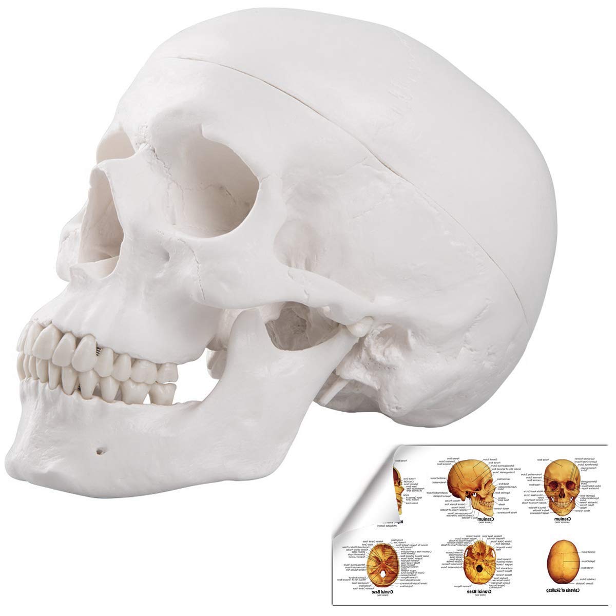 頭部模型 解剖学的構造 頭部解剖モデル HEAD Anatomy Model（人体解剖模型・立体パズル