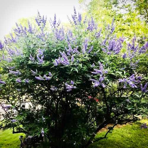 Chuxay Garden 25 Seeds Vitex Agnus-Castus 'Shoal Creek' Seeds,Chaste Tree,Monk's Pepper Tree,Chasteberry Hardy Deciduous Vase-Shaped Shrub Showy Accent Decorative Garden #TOP4