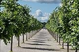3st. Tilia cordata – Winterlinde 80-120cm im Topf | Heimischer Laubbaum für Wald, Park & Garten | Bienenfreundlich, robust & langlebig