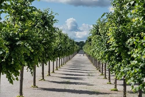 5st. Winterlinde 60-80cm Forstpflanzen Wurzelware Tilia cordata Linden Wurzelware