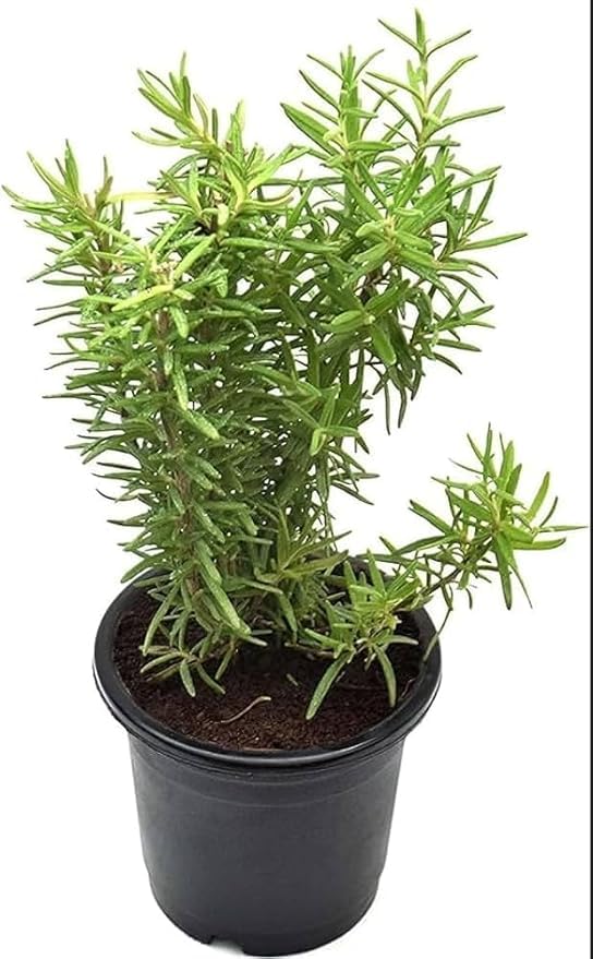 MSK EVER GREEN Rosemary Plant Organic Plant For Foods & Hair Ved Herb Tree With Black Plastic Pot (B0D6775LCJ) Amazon Price History, Amazon Price Tracker
