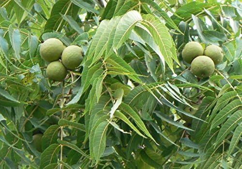 Black Walnut, Juglans Nigra, (Northern Source), Tree 3 Seeds