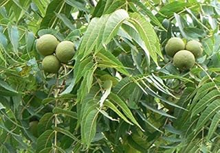 Black Walnut, Juglans Nigra, (Northern Source), Tree 3 Seeds