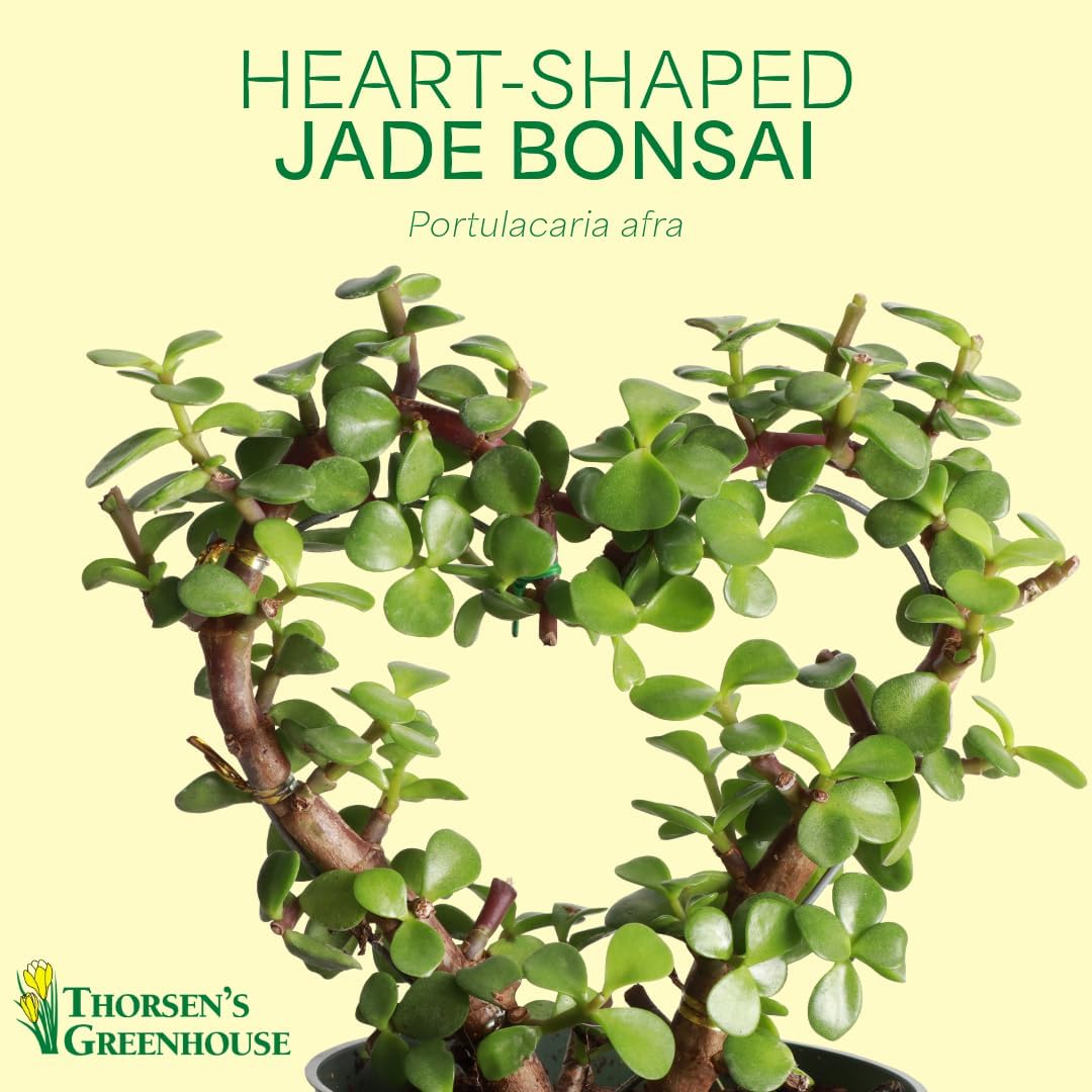 Thorsen's Greenhouse, Heart-Shaped Jade Bonsai Plant, Live Indoor Plant, Gift, Succulent Plant, 4-inch Diameter Pot (Coffee)