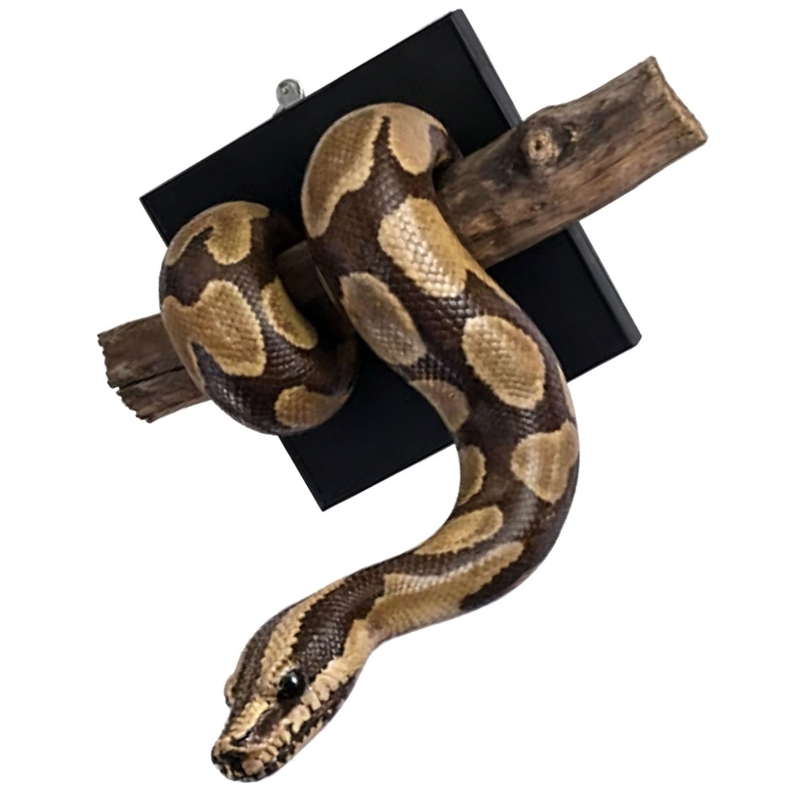 PANGBOER Hand Painted Resin Snake Animal Sculpture Realistic Ball Statue Decoration for Living Room Bedroom Wall Display Rosin Wall Deck