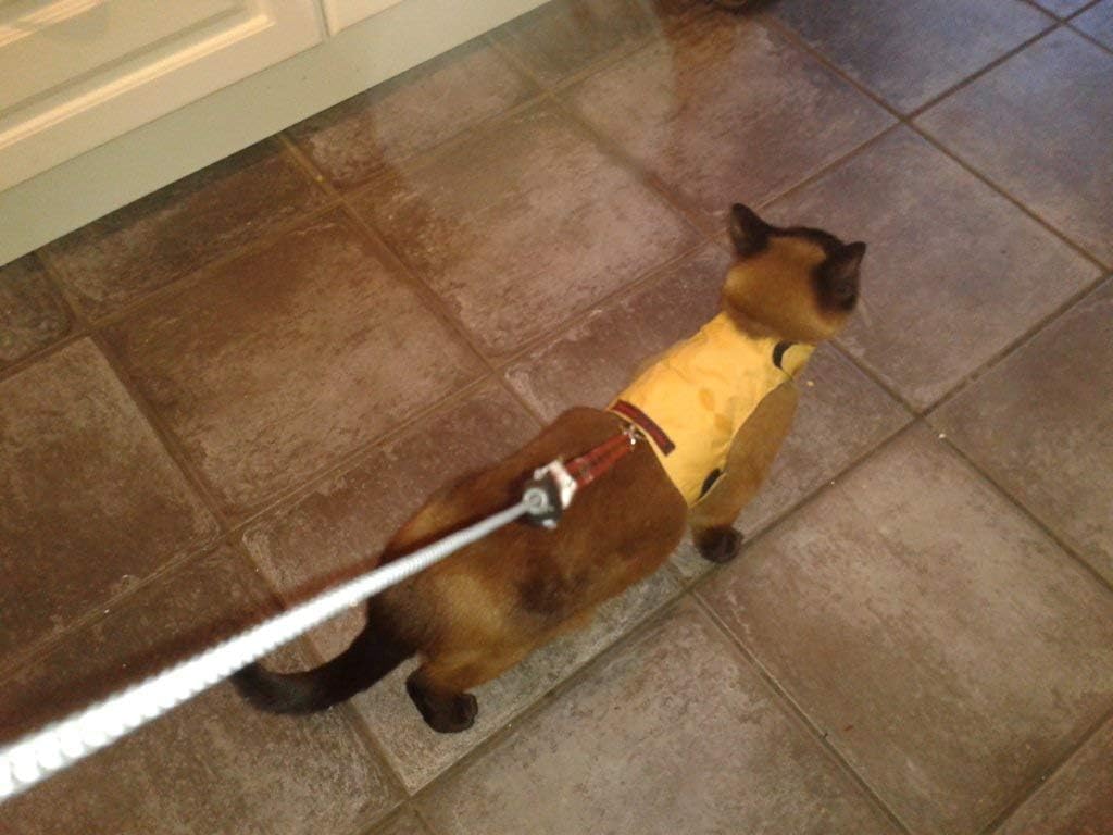 Mynwood Cat Jacket/Harness Caramel Kittens UP to 8 Months