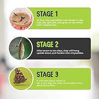 Vista 6 de Kit de mariposas vivas, 5 mariposas Dama pintada, jaula desplegable