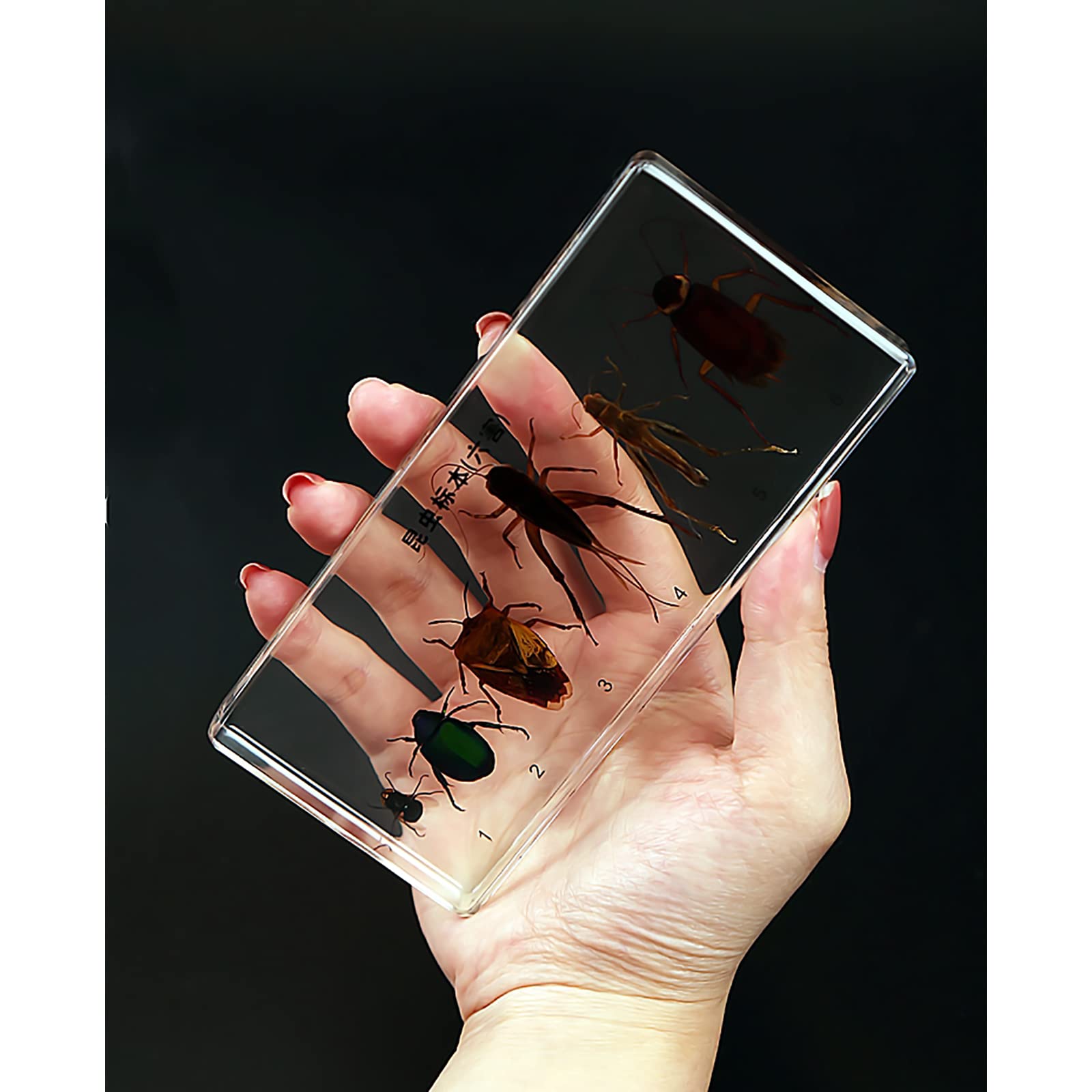 Buy Insect Specimen Insect Resin Insect Taxidermy,Bug/Stick Insect