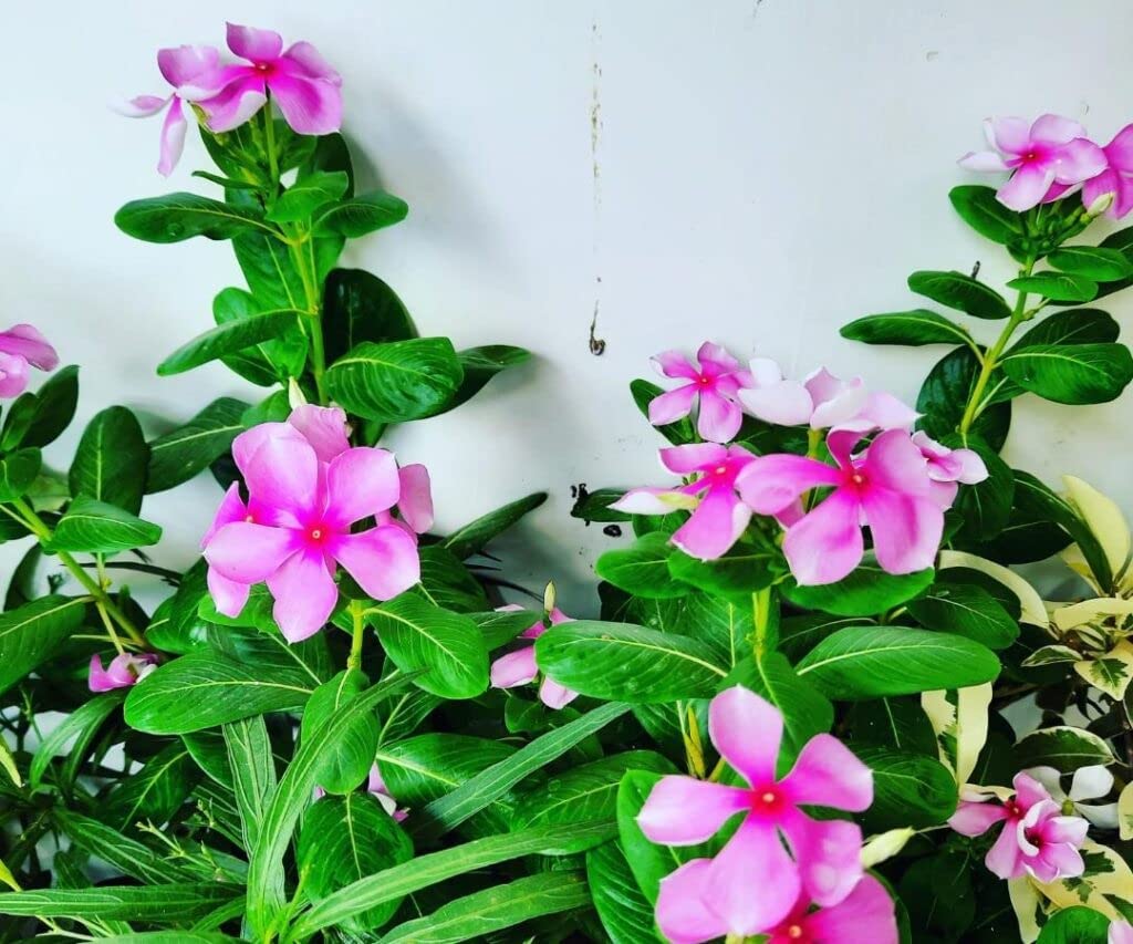 Nayantara flower seeds (80 seeds) (B0C5VSSWS5) Amazon Price History, Amazon Price Tracker