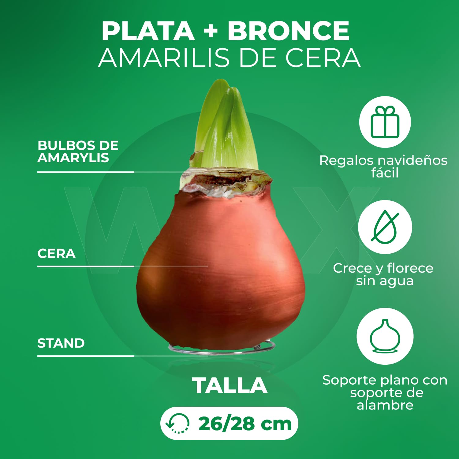 Colección de bulbos de amarilis WAX en plata y bronce