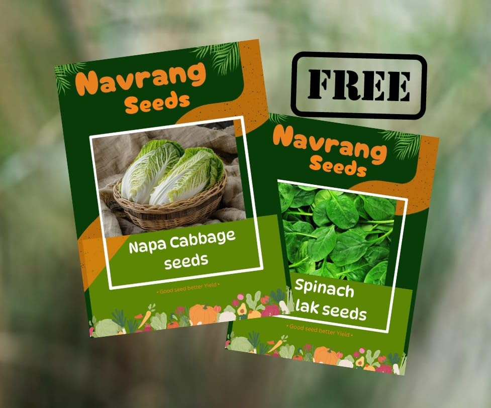 Navrang Exotic Chinese Napa Cabbage Vegetable Seeds for Planting (Pack of 100+ seeds)100% Germination (B0DGH1MH5G) Amazon Price History, Amazon Price Tracker