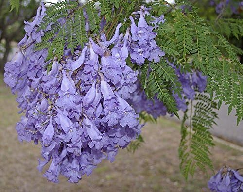 Vista 4 de Jacaranda mimosifolia, Azul Rare Árbol de floración flamboyan Delonix semillas 10semillas