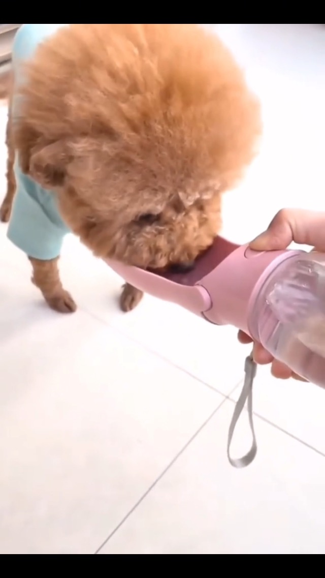 Watch Foldable Dog Water Bottle - Portable Dog Water Dispenser on