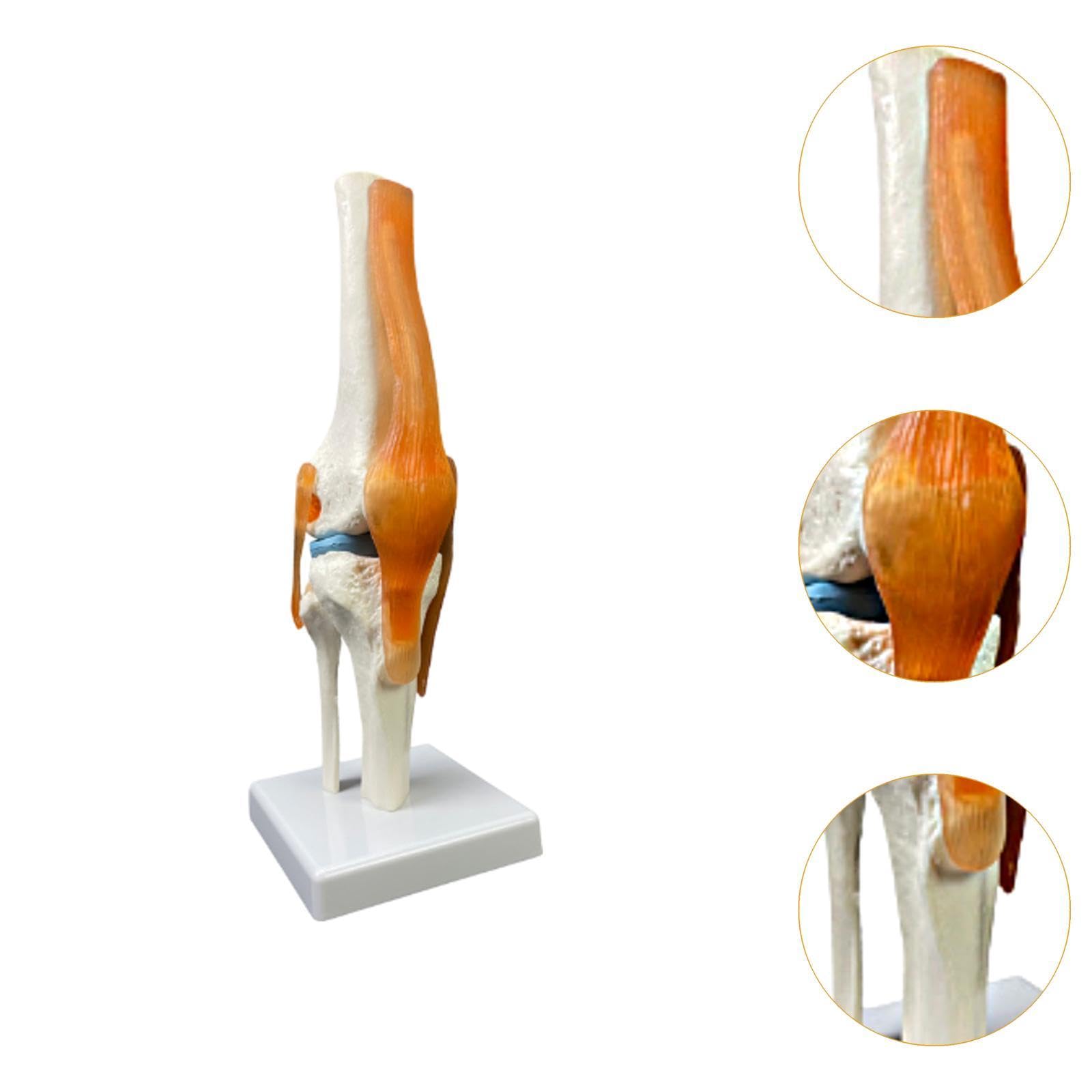 Material Didáctico para La Articulación de La Humana con Sus Ligamentos.