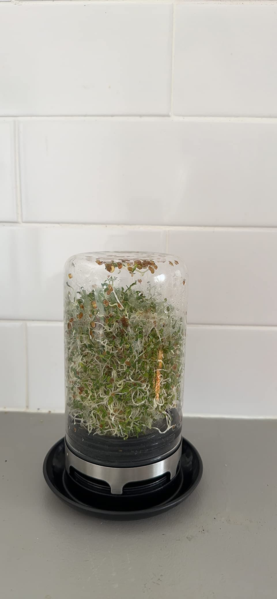 GEFU GEF18910A Bivita Sprouting Jar, Black Storage Jars & Canisters