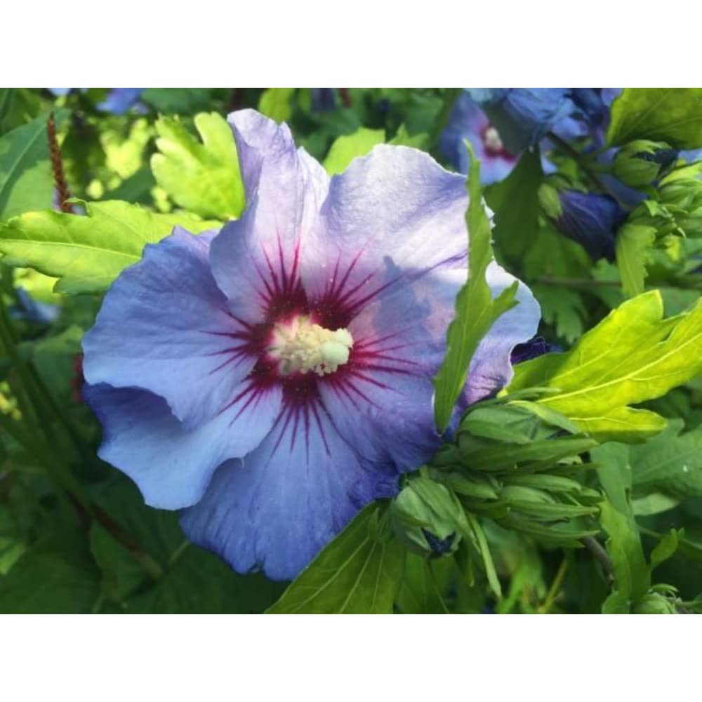 Chakra Phool Plant - Star Anise Spice Tree -27 Chakra Phool Plant - Star Anise Spice Tree -27