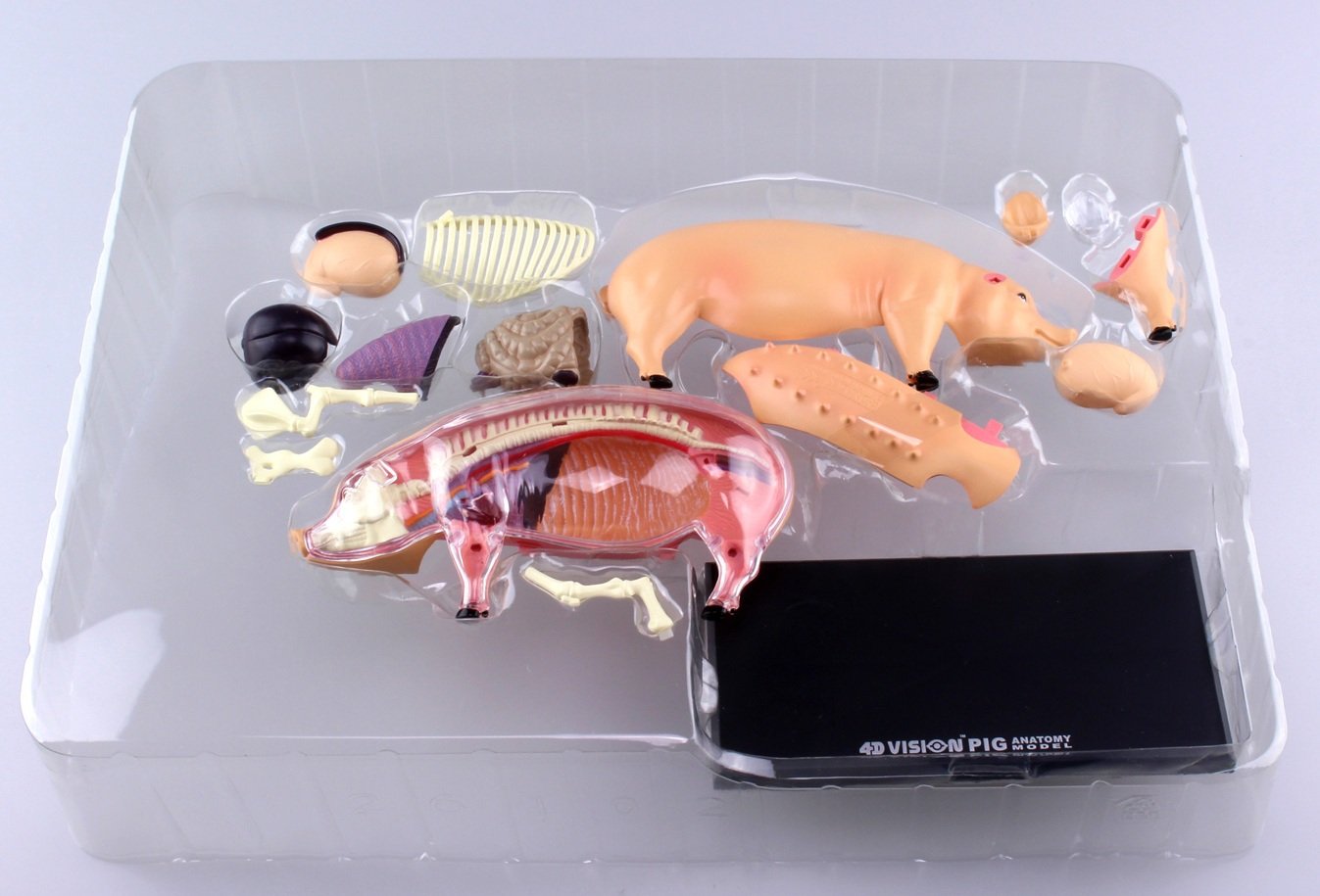 立体パズル4D VISION Amazon.co.jp: スカイネット 立体パズル 4D VISION 動物解剖 No