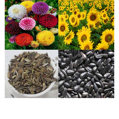 Zinnia and Sunflower Seed-image-9