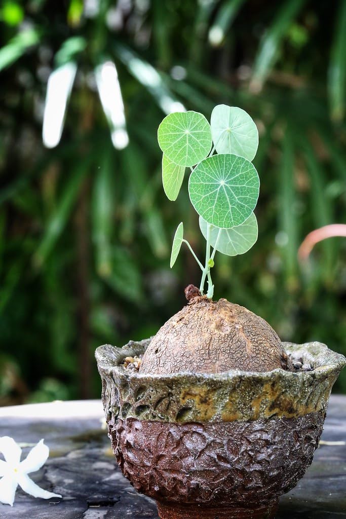 OxyGrin Rotunda Bulb Healthy Bulb Seed Plant Stephania Erecta For Home Garden