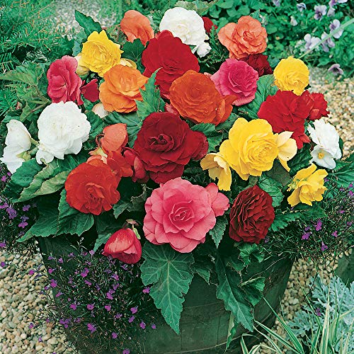 Thompson & Morgan Begonia Tubers Collection Outdoor Half-Hardy Plant for Patio, Borders & Containers, Easy to Grow, 10 x Begonia Tubers (Begonia Double Flowered Mixed x 10 tubers)
