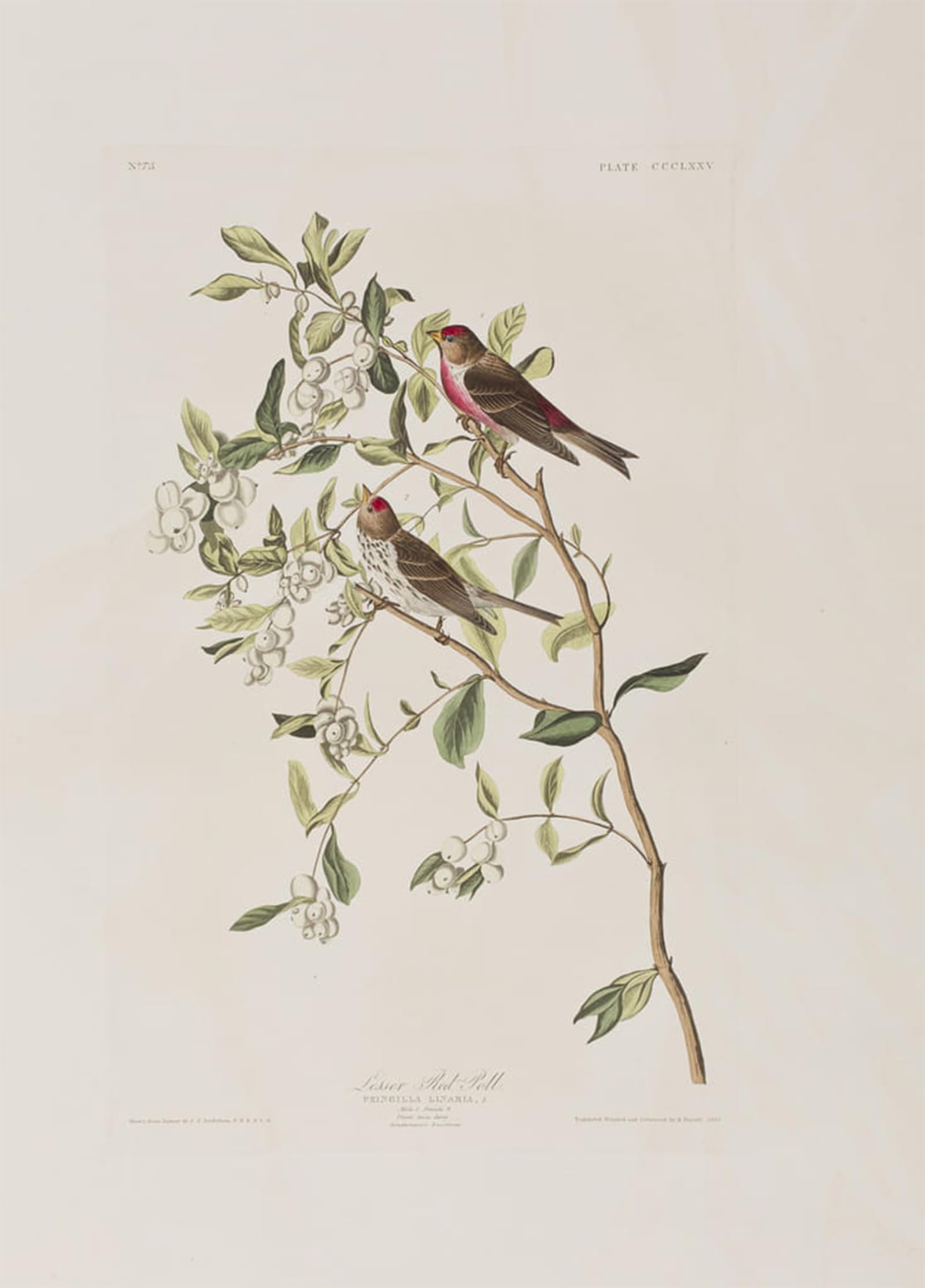 POSTERIIk Famous Print Pop Art Wall Art Graffiti Illustration From birds of America by John Jamess Audubon Art Prints for Home Decor 60x90cm