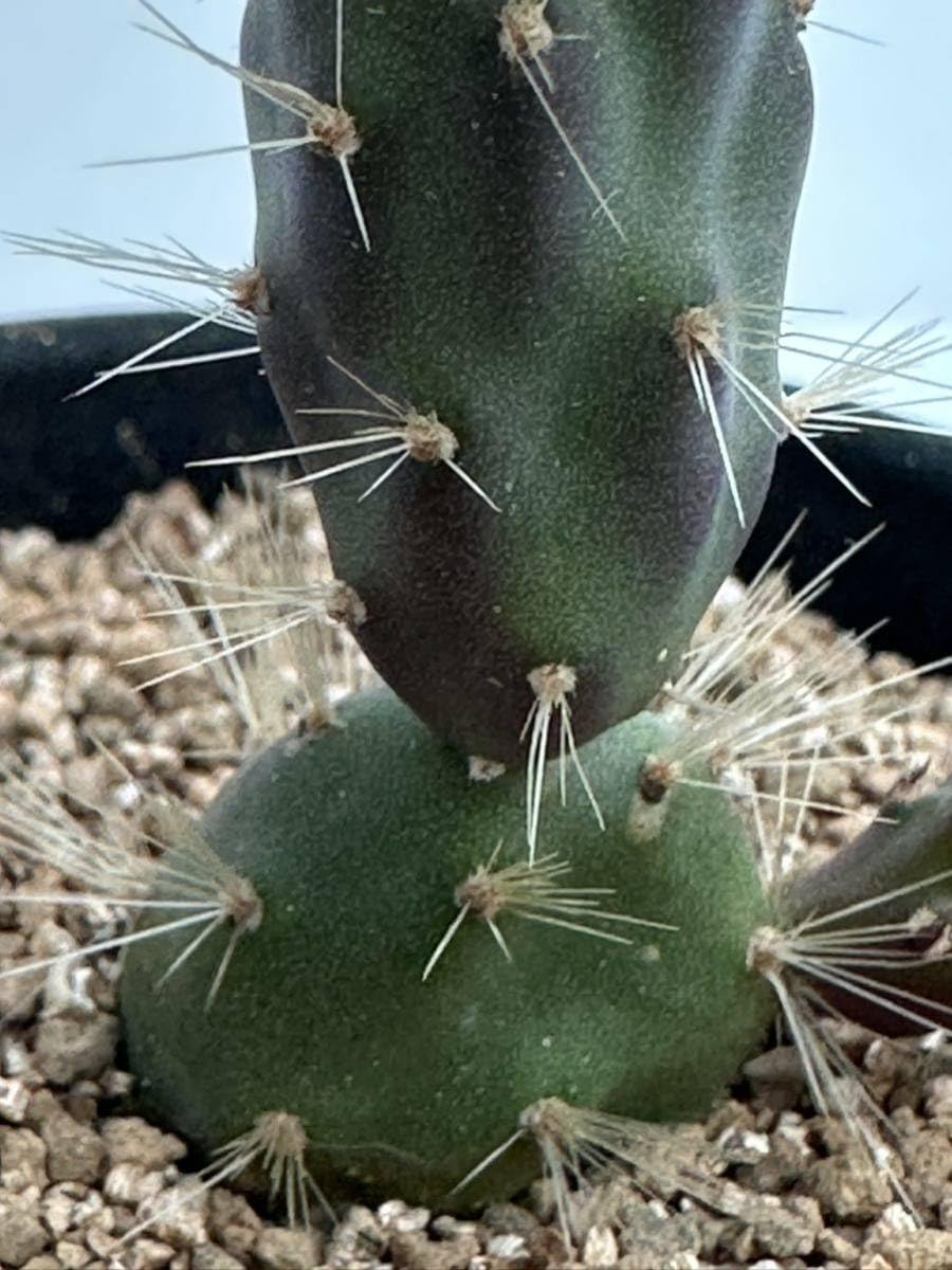 輸入苗 opuntia cv. curivispinus オプンチア サボテン 輸入苗 opuntia cv. curivispinus オプンチア サボテン Opuntia
