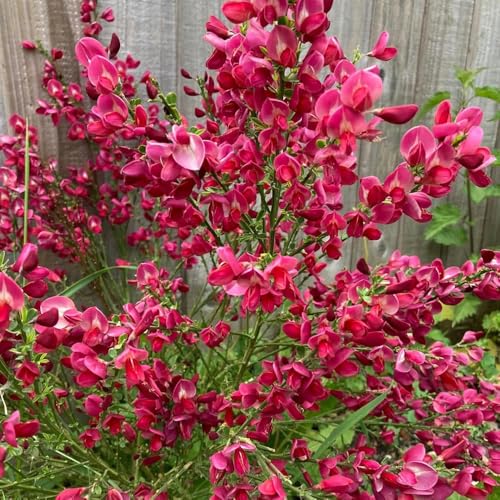 semi resistenti di ginestra - esterno perenni decorazione balcone soggiorno tappezzanti 300pcs