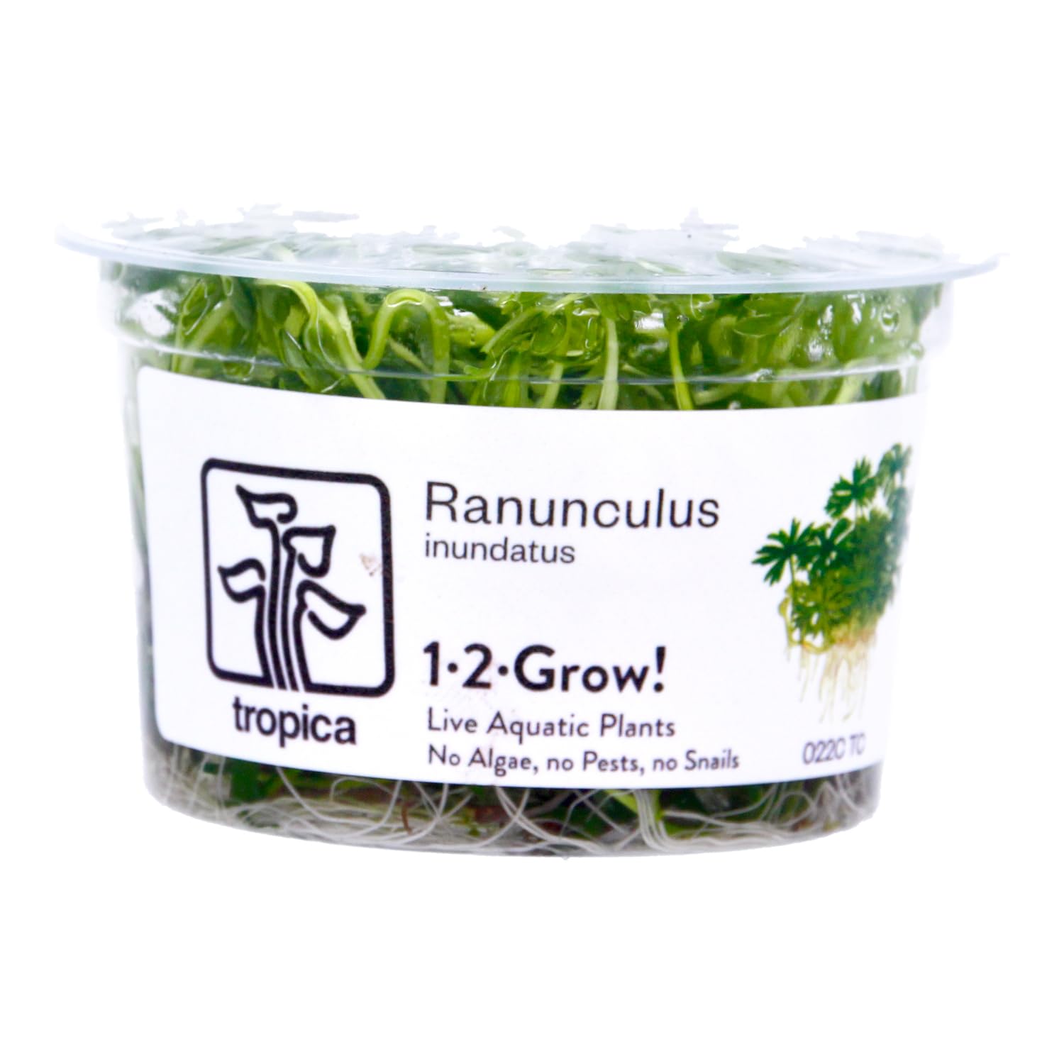 Tropica Ranunculus inundatus 1-2-Grow Tissue Culture In Vitro Live Aquarium Plant Shrimp Safe & Snail Free