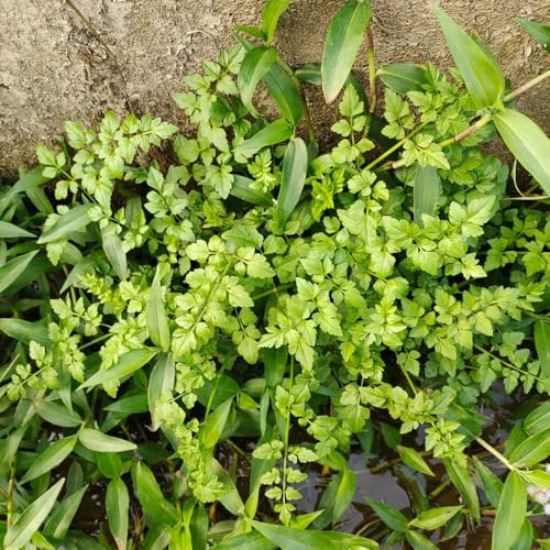 semillas de berro - perennes de cobertura del suelo para balcones invierno interior jardín resistentes orgánicas 600pcs