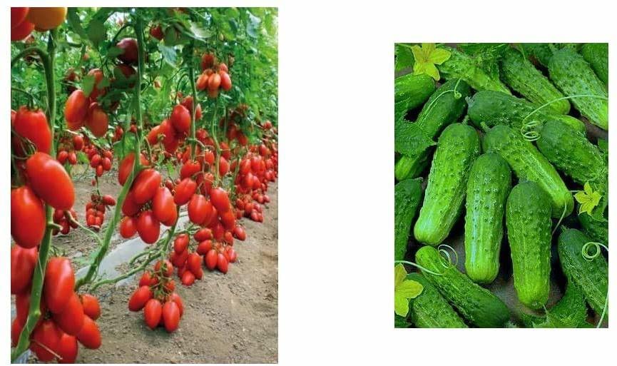 The Entacloo_Tomato Heirloom Cucumber Gherkins, Small Pickling Seeds_Y1120(500per packet) (B0B6R68MXG) Amazon Price History, Amazon Price Tracker