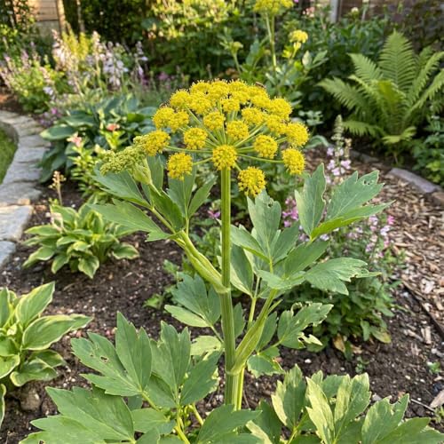 Bloomique – 6er-Set – Levisticum officinale (Liebstöckel) – Winterhart – Mehrjährig – Bienenfreundlich – 10–20 cm hoch – Topf 9 cm