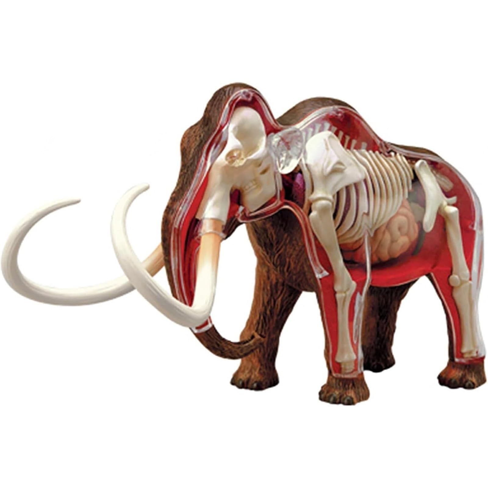 Modelo anatómico de mamut 4D, kit de 30 piezas extraíbles con órganos y partes del cuerpo, for clínica veterinaria, formación veterinaria, demostración docente escolar.