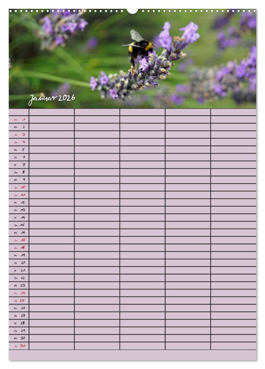 Naturzauber Lavendel - Familienplaner (hochwertiger Premium Wandkalender 2026 DIN A2 hoch), Kunstdruck in Hochglanz: Lavendel in England mit unterschiedlichen Farbnuancen. (CALVENDO Natur)