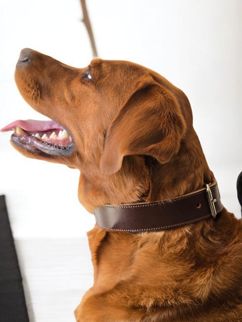 EQ K9 Leather Dog Collar - 100% Real Buffalo Leather - Handmade & Stylish - Adjustable - Heavy Duty - XL Dogs (Dark Brown, X-Large) - Image 3