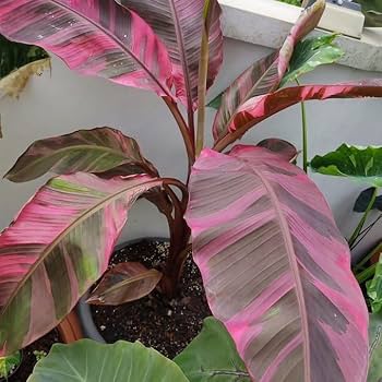 Amazon.co.jp: ピンクバナナ バリエガータ ムサノノピンクバリエガータ