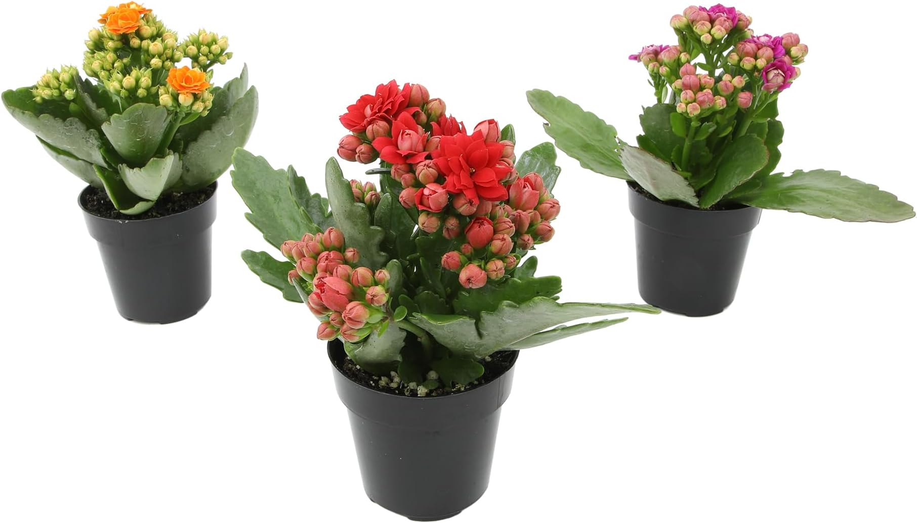 Kalanchoe Flower Plants 3PK, Desk Plant Decor, Live