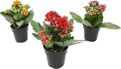 Kalanchoe - Paquete de 3 plantas de flores, decoración de plantas de escritorio, regalos de suculentas vivas para amantes de las plantas, ideas de