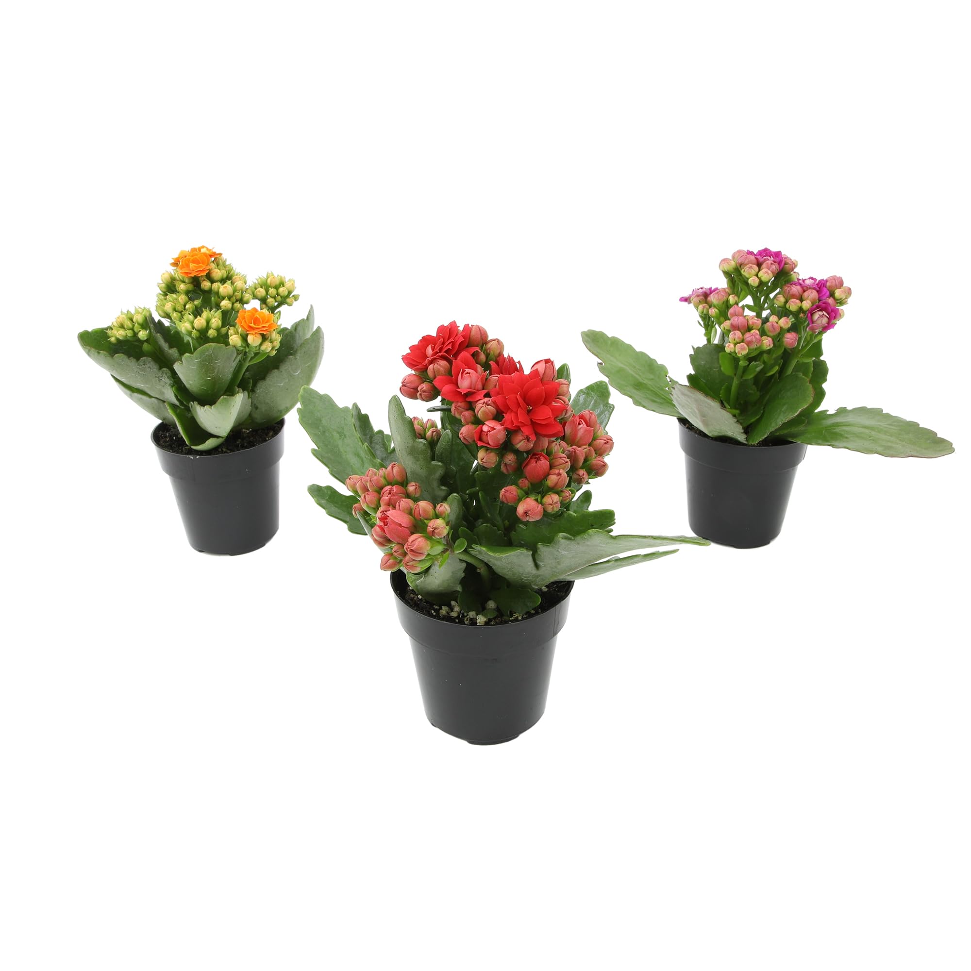 Kalanchoe Plants 3pk