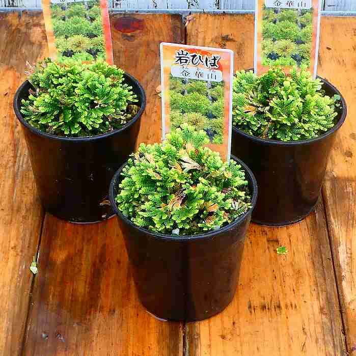 名品イワヒバ（24個まとめて）③ 名品イワヒバ（24個まとめて）③