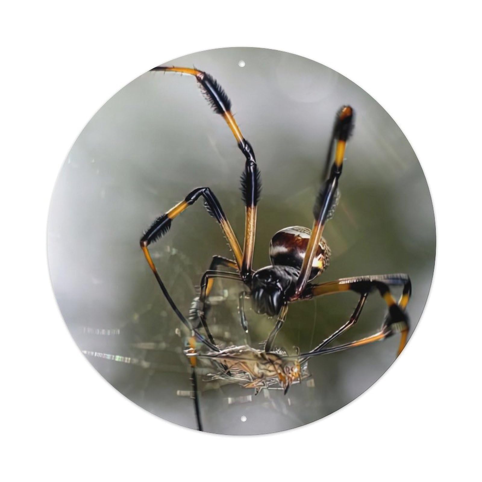 Golden Silk Orb-weaver Animal Insect Vintage Metal Tin Sign Plaque Wall Decor for Cafe, Club Bar, Office, Garden Metal Poster 8x8Inch
