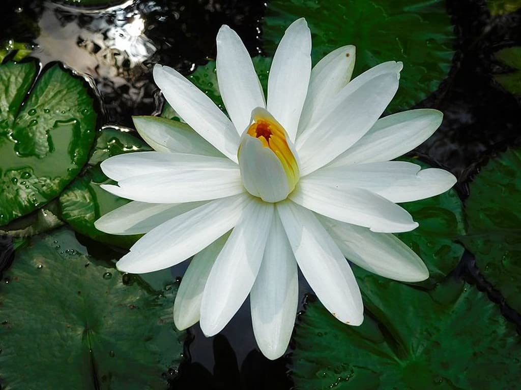 Creative Farmer Vella Ambal (Nymphaea Pubescens) White Water Lily For Aquarium Fish Pond Live Plant (Healthy Live Plant) (B09SCTFDND) Amazon Price History, Amazon Price Tracker