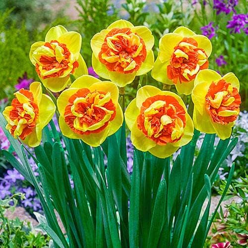 BRECK'S - Kiwi Sunset Daffodil Spring Flowering Bulbs - A Daffodil with an Exotic Appearance - 5 Bulbs per Offer
