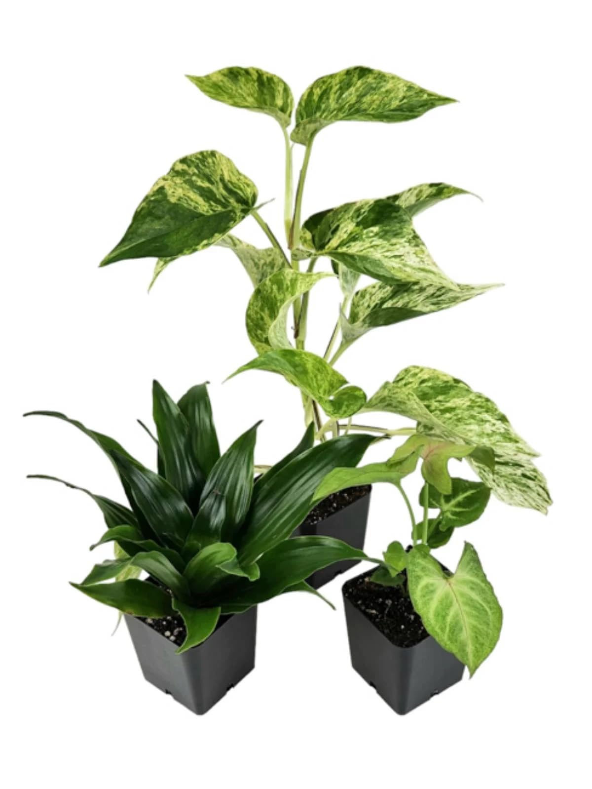 Amazon.com: Josh's Frogs 18x18x18 Crested Gecko Vivarium Plant Kit