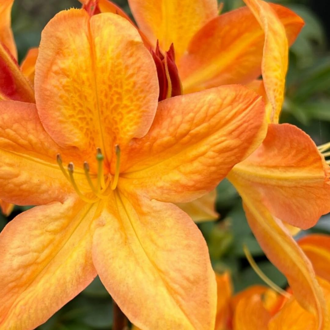 Amazon.com : 1-2 Ft Orange Rhododendron Plants Live, Azalea Rhododendron  Bush Shrubs in 1 Gallon Pot for Planting, Azalea Bush Ready Plant, Live  Rhododendron Plant Azalea : Patio, Lawn & Garden