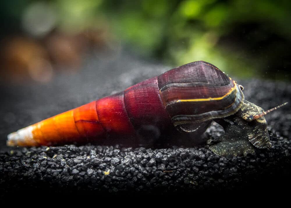 CU AQUATICS Lava Snail Cappuccino Spike Algae Eater Aquarium Tank Live Snail Fish (3)