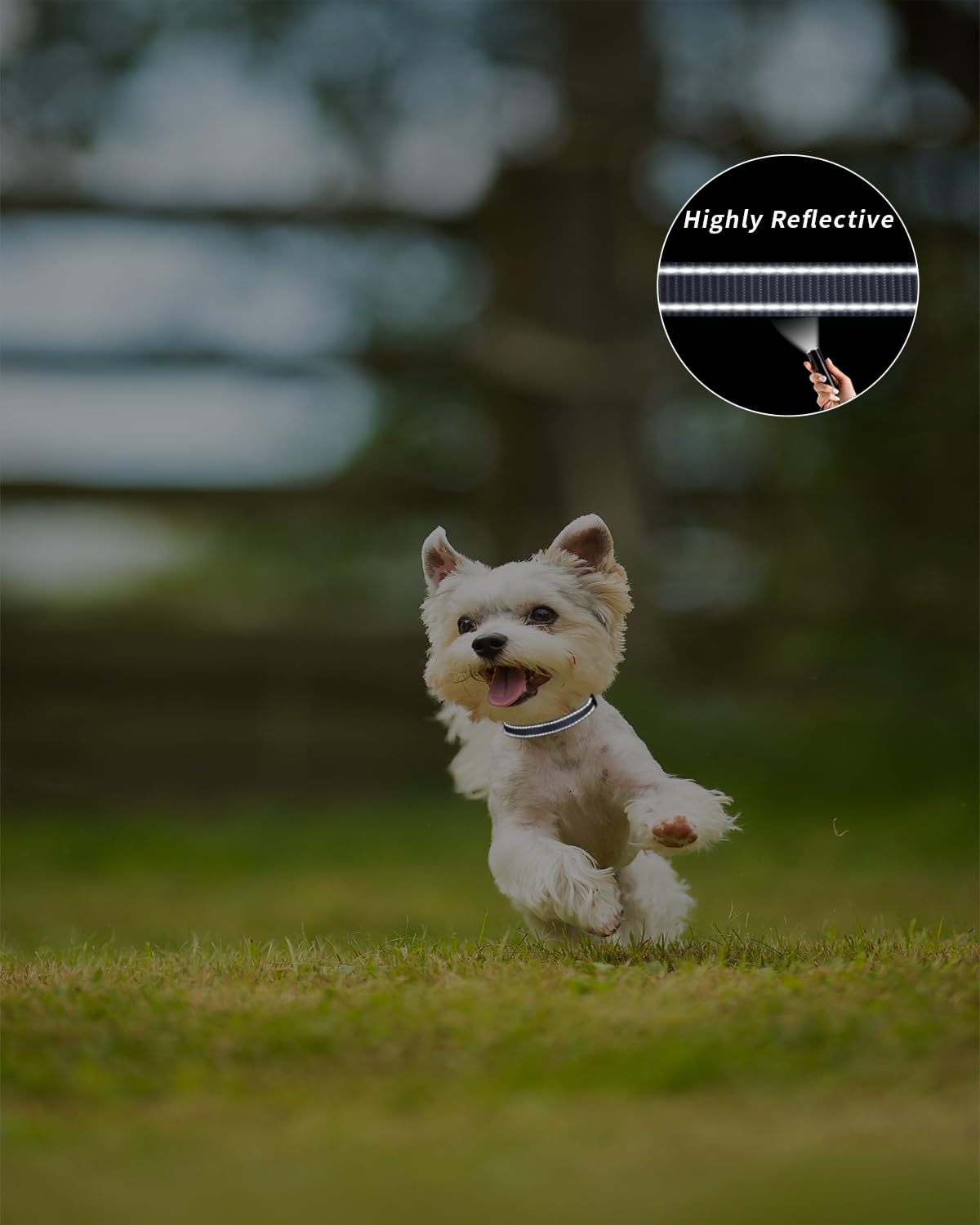 TagME Collare per Cani in Nylon Riflettente, Fibbia Staccabile Durevole, Collari Di Sicurezza Regolabili per Cani Di Taglia Piccola, Grigio, Larghezza 1.5 cm
