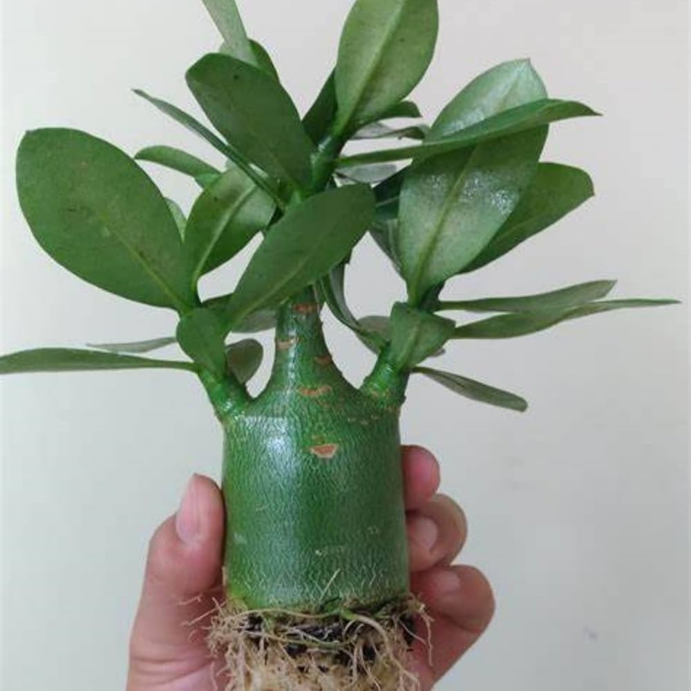 IOUPLIUKDF/Desert Rose Bulbs,Excellent Display Indoor Perennial,Desert Rose Bulbs Mix,Rare, Perennial-1bulb-I